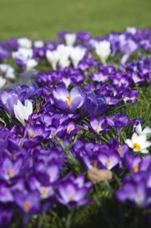 Plants, Flowers, Crocus, Low angled view of Crocuses growing wild amongst grass in public park.