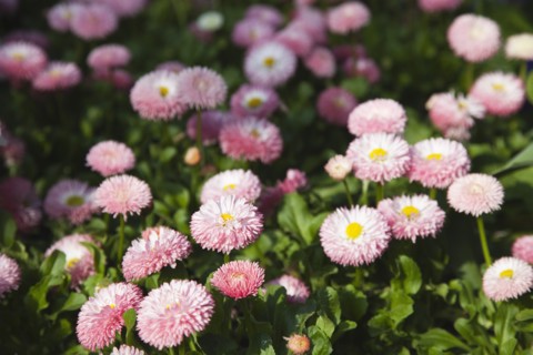 Plants, Flowers, Daisy, Mass of pink Bellis Perennis daisies growing wild. 
Photo Zhale Naoka