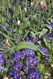 Plants, Flowers, Tulip, Tulips amongst bed of pansies. 
Photo Zhale Naoka Gibbs / Eye Ubiquitous