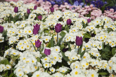 Plants, Flowers, Mixed, Garden with abundance of colourful Tulip and Primrose flowers. 
Photo