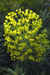 Plants, Flowers, Euphorbia, Close up of Spurge flowers Euphorbia Amygdaloides Robbaie. 
Photo