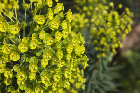 Plants, Flowers, Euphorbia, Close up of Spurge flowers Euphorbia Amygdaloides Robbaie. 
Photo