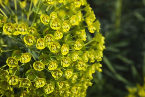 Plants, Flowers, Euphorbia, Close up of Spurge flowers Euphorbia Amygdaloides Robbaie. 
Photo