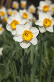 Plants, Flowers, Daffodil, Wild Daffodils growing in public parkland. 
Photo Zhale Naoka Gibbs /