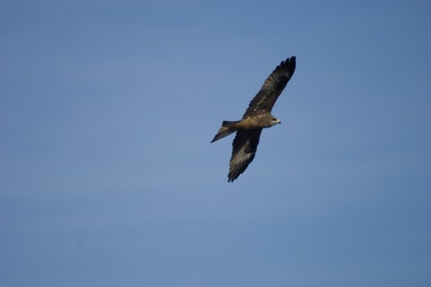 Nepal, Nagarkot, Himalayan Eagle soaring in sky above Kathmandu valle. 
Photo Nic I Anson / Eye