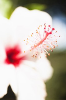 Plants, Flowers, White Hibiscus flower with detail of vivid red pistil and stamen. 
Photo Nic I