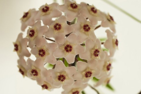 Plants, Flowers, Close up of head of white Hoya flowers green leaves behind. 
Photo Nic I Anson /