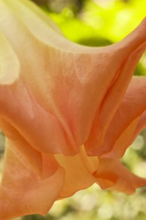Plants, Flowers, Close up of the trumpet flower of the datura sauveolens or Angel tears. 
Photo