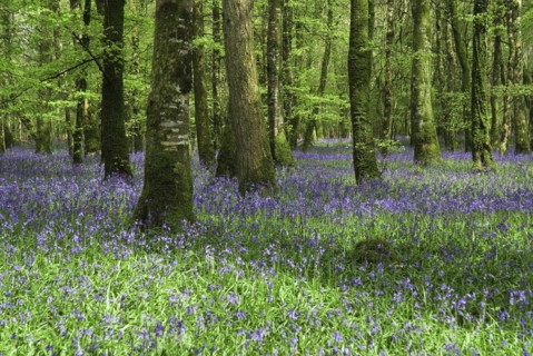 Ireland, County Roscommon, Derreen Wood, Bluebells in May. 
Photo Hugh Rooney / Eye Ubiquitous