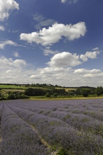 Lavender field at Castle Farm Shoreham Kent England