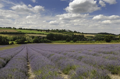 Lavender field at Castle Farm Shoreham Kent England
