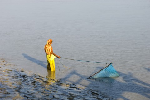 Bangladesh, Khulna Division, Shyamnagar, Woman trawling for shrimp fry with scoop net in the