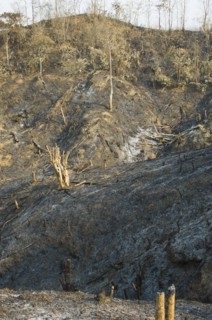 Bangladesh, Chittagong Division, Bandarban, Hillsides burned in the traditional slash and burn