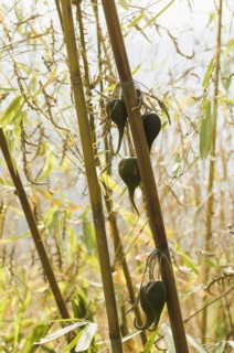 Bangladesh, Chittagong Division, Bandarban, Rare bamboo fruit hanging from stems  usually flowers every 50 years.