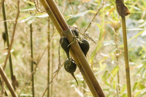 Bangladesh, Chittagong Division, Bandarban, Rare bamboo fruit hanging from stems  usually flowers every 50 years.