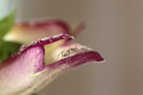 Plants, Flowers, Orchid, Orchid and spider. 
Photo Sean Aidan