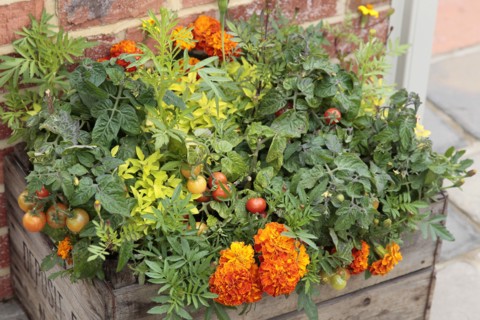 Plants, Flowers, Marigold, Lycopersicon  Tomato and Calendula  Marigold growing in wooden planter.