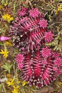 Plants, Cactus, Close up of Star cactus. . 
Photo Sean Aidan