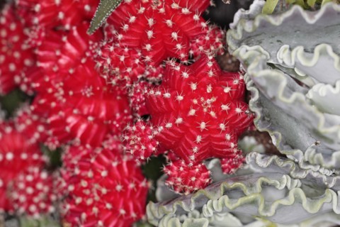 Plants, Cactus, Close up of Hibotan or Moon cactus, Gymnocalycium mihanovichii friedrichi. 
Photo