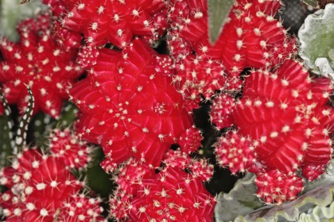 Plants, Cactus, Close up of Hibotan or Moon cactus, Gymnocalycium mihanovichii friedrichi. 
Photo