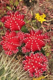 Plants, Cactus, Close up of Red Star Cactus.