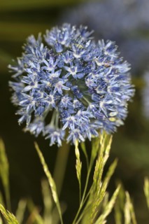 Plants, Flowers, Allium, Close up of the Allium flowers. 
Photo Sean Aidan