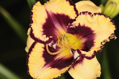 Plants, Flowers, Lillies, Lily, Close up of colourful Lilium flower showing stamen. 
Photo Sean