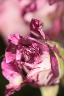 Plants, Flowers, Roses, Rose, Rosa, Close up of pink and white petals. 
Photo Sean Aidan