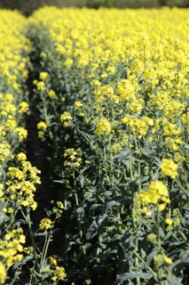 Agriculture, Crops, Oilseed Rape, Brassica napus oleifera  intensively grown on farm.