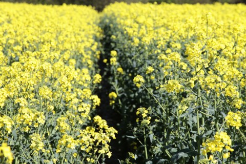 Agriculture, Crops, Oilseed Rape, Brassica napus oleifera, intensively grown on farm. 
Photo Sean