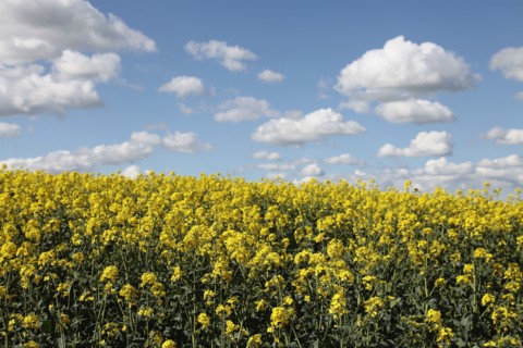 Agriculture, Crops, Oilseed Rape, Brassica napus oleifera, intensively grown on farm. 
Photo Sean