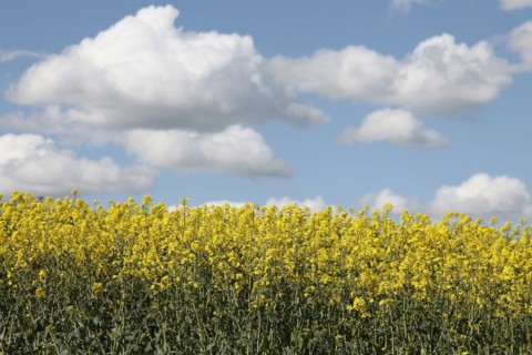 Agriculture, Crops, Oilseed Rape, Brassica napus oleifera, intensively grown on farm. 
Photo Sean