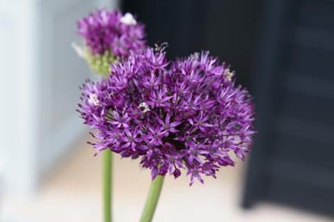 Plants, Flowers, Allium, Allium 'Gladiator', Close up detail of flowers. 
Photo Sean Aidan
