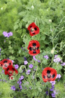 Plants, Flowers, Poppies, Scarlet Poppy  Papaver commutatum Ladybird.