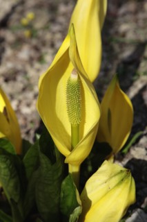 Plants, Flowers, Skunk Cabbage, Yellow Skunk Cabbage, Lysichiton americanus. 
Photo Sean Aidan