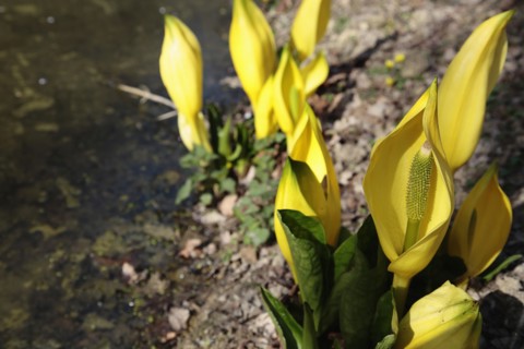 Plants, Flowers, Skunk Cabbage, Yellow Skunk Cabbage, Lysichiton americanus. 
Photo Sean Aidan