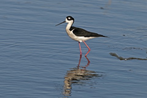 Canada, Alberta, Tyrrell Lake, Black-necked Stilt bird, Himantopus mexicanus, with catchlight in
