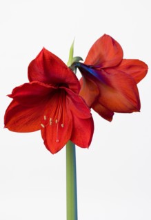 Amaryllis, Hippeastrum.