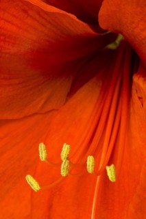 Amaryllis, Hippeastrum.