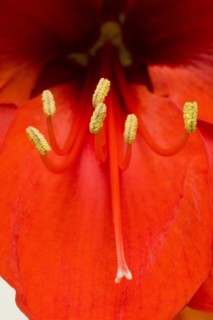 Amaryllis, Hippeastrum.