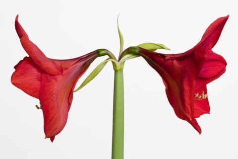 Amaryllis, Hippeastrum.