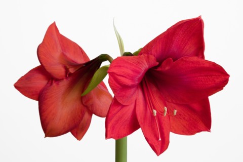Amaryllis, Hippeastrum.