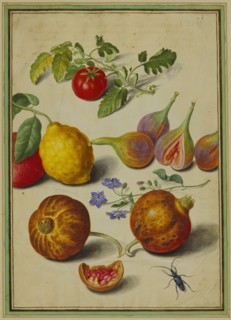 Walther, Tomate & Citron, Mouches & Grenades, avec Bourrache & Scarabée
