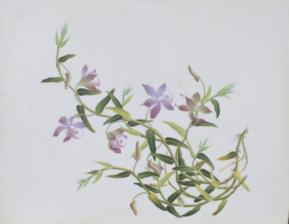 Dessin de fleur