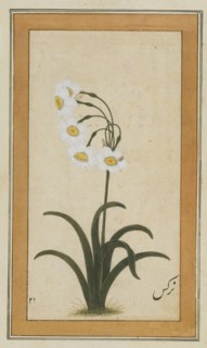 Narcisse
