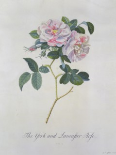 Ehret, Roses "York and Lancaster"