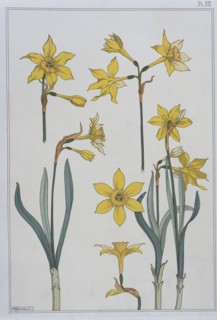 Jonquilles