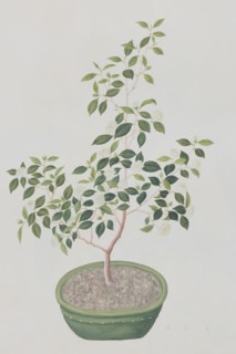 Plante à thé