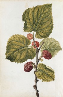 Le Moyne de Morgues, Pivoine