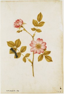 Le Moyne de Morgues, Eglantine avec sa chenille